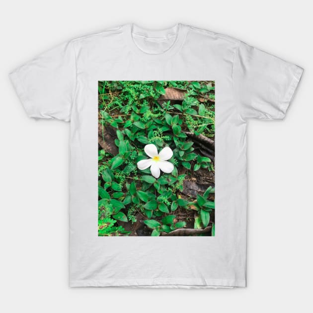 White Plumeria flower drop on the ground T-Shirt by FOGSJ